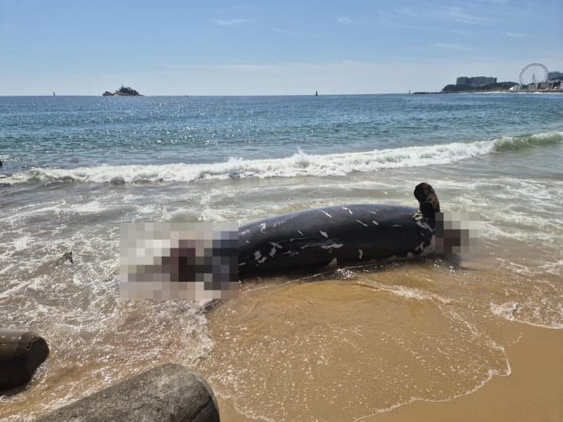 속초 해안서 정체불명 고래 사체 발견…"불법 포획 흔적 없어"