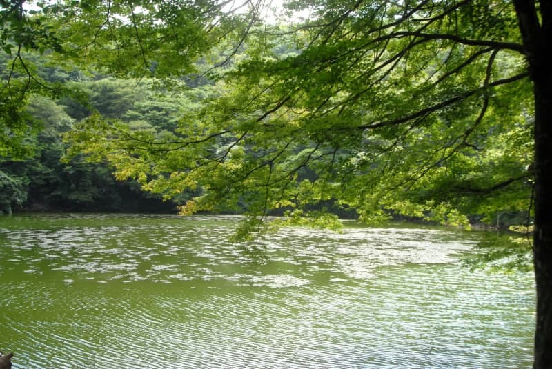 “5일간만 열린다”… 사려니숲 비밀의 길, 평소 못 가는 물찻오름 개방