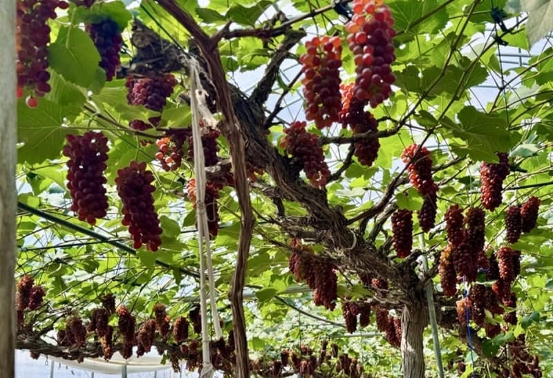 대전 산내 씨 없는 '델라웨어' 포도 320kg, 대만 수출 길 올랐다