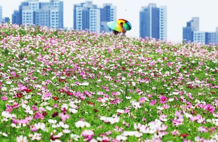목요일 전국 대체로 맑다가 오후 곳곳 소나기…돌풍 주의
