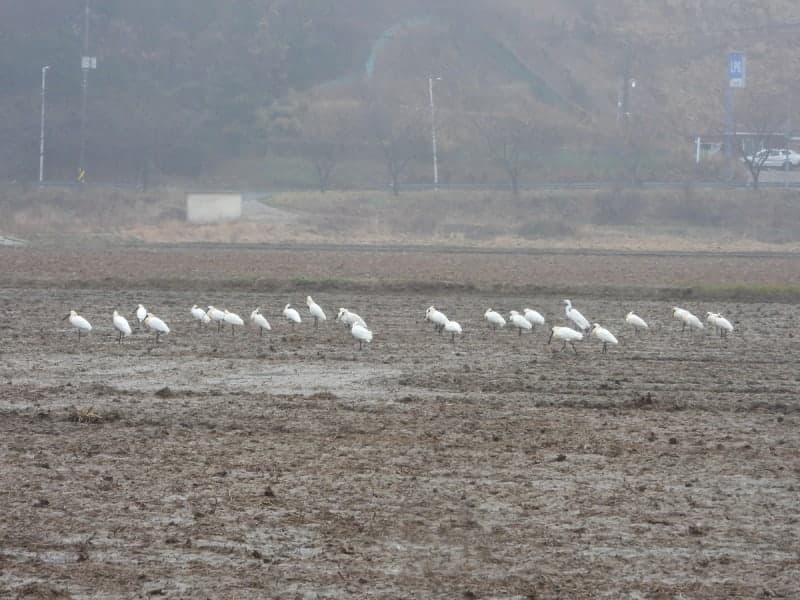 백령도 저어새 번식 둥지 71개 확인…"관측 이래 최대 규모"