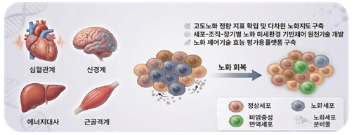 정부, "늙은 세포 다시 젊게" 노화 극복 원천기술에 5년간 475억 투입