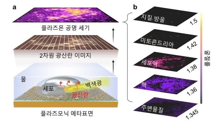 GIST-KAIST, "살아있는 세포" 염색 없이 실시간 관찰 기술 개발