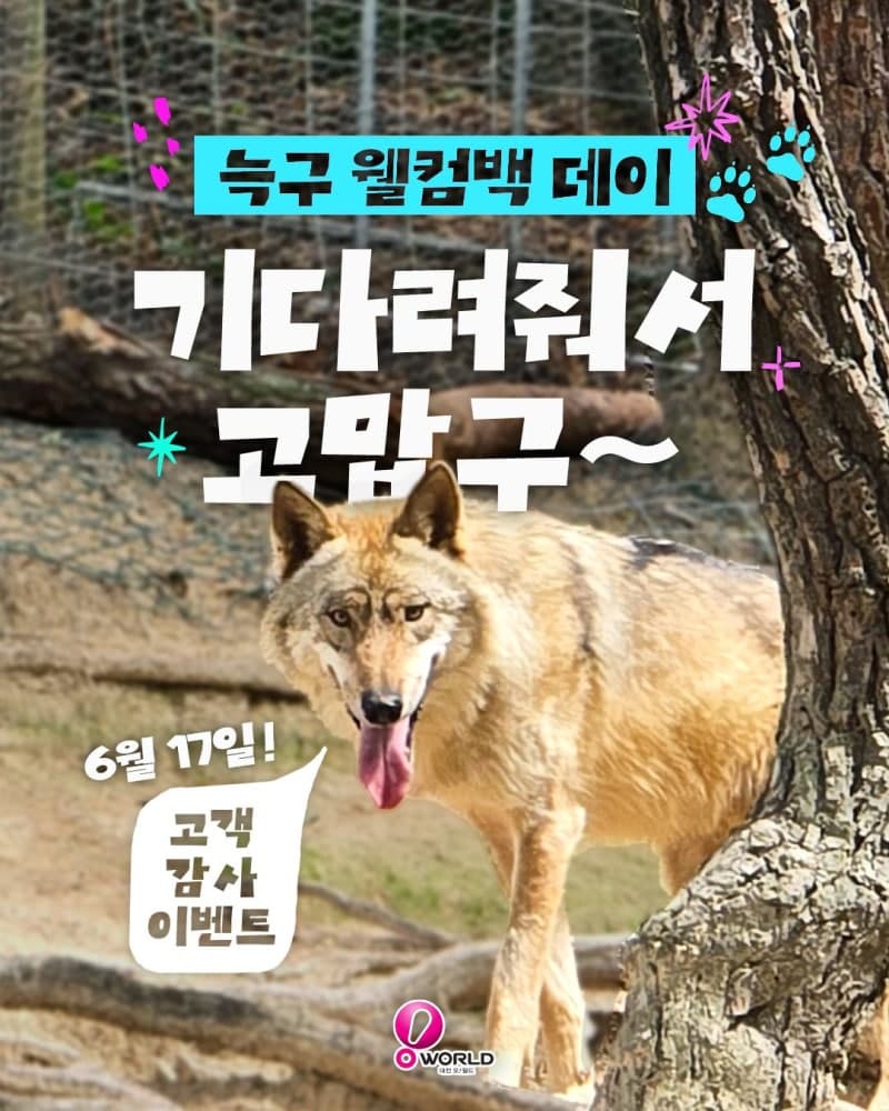 대전오월드, 17일 '늑구 웰컴백 데이' 개최…탈출 늑대 '늑구' 무사 귀환 기념