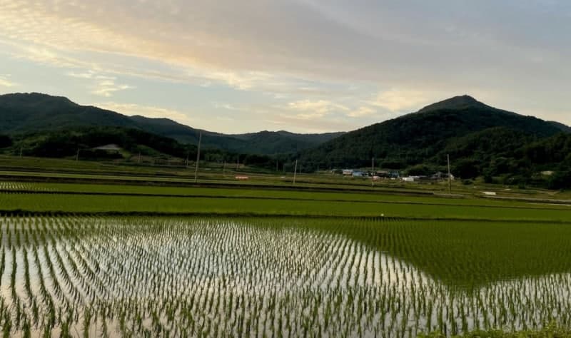 전남도, 벼 농작물재해보험 19일까지 가입하세요…보험료 90% 지원