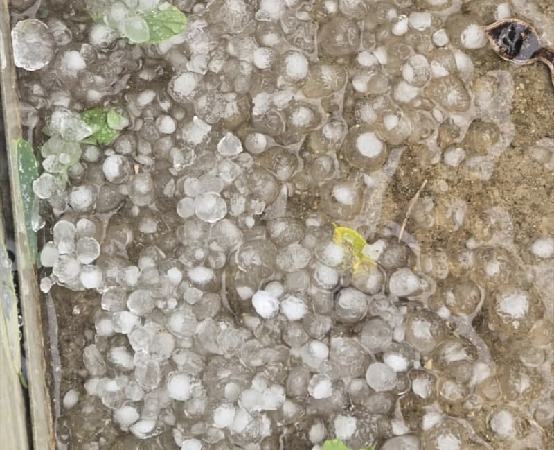 파주 남부지역에 직경 1cm 우박 쏟아져 "피해 신고 없어"