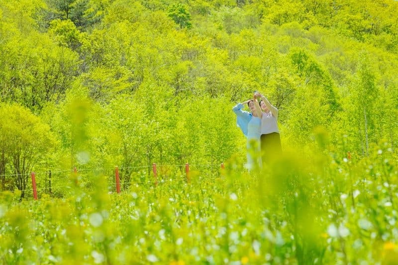 하이원, 19일 '플라워페스타' 개막…"꽃길 따라 떠나는 힐링 여행"