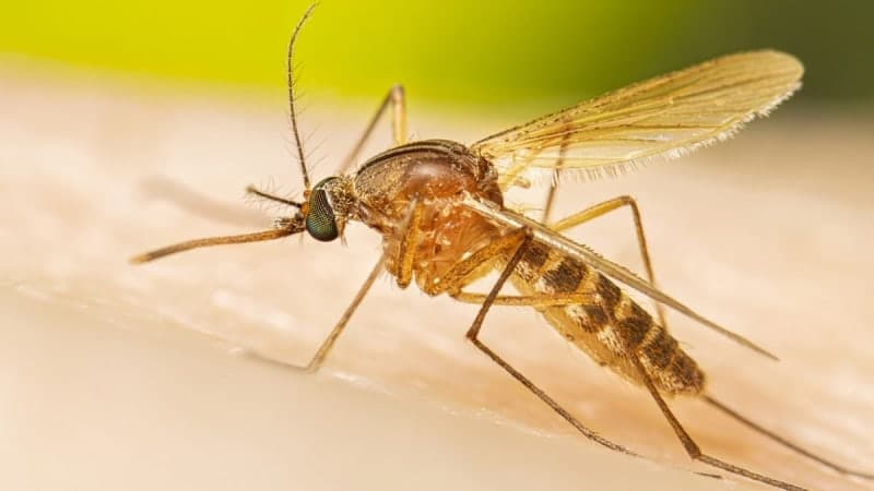 질병청, 전국에 '일본뇌염 경보' 발령..."예방접종 반드시"