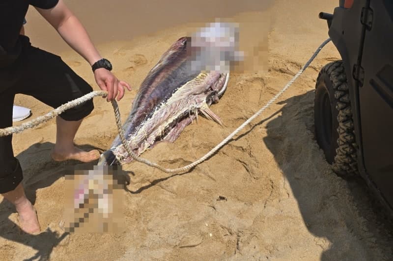 동해안 뒤덮은 참다랑어 사체…"쿼터 초과로 버려진 듯"