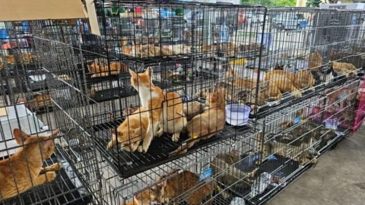 베트남서 '반려묘 훔쳐 식용 판매' 조직 적발…400마리 구조, "kg당 4천원에 팔렸다"