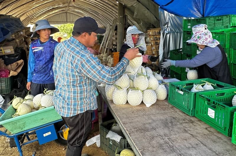 '임금체불 이력' 고용주, 외국인근로자 초청 제한…법무부 입법예고