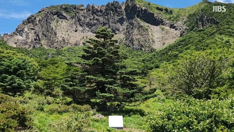 한라산 구상나무 '풍년의 역설' 첫 규명…열매 풍성할수록 속 빈 씨앗 늘어