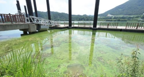 낙동강 물금·매리 조류경보 '경계' 격상, 부산시 "대응 강화"