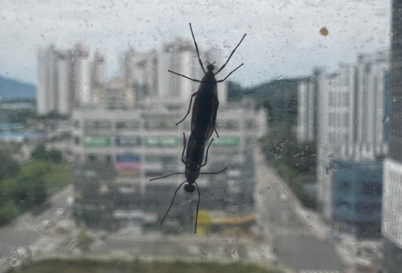 "악, 올해 또 나타났어요" 러브버그 수도권 전역 출몰…'러브버그 지도'까지 등장