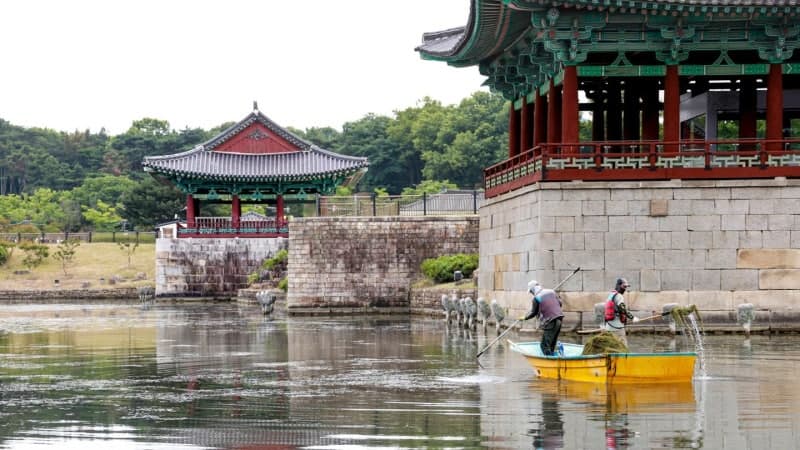 경주 동궁과 월지, "녹조·악취 막는다"…수초 제거 및 수질 개선 사업 시행