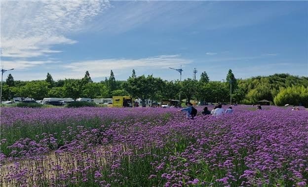 부산 대저생태공원, 보랏빛 숙근버베나 만개하며 도심 힐링 명소로 부각