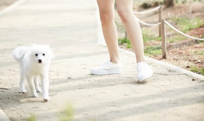 초등생 물려는 개 떼어내려 발길질한 여성…개 죽자 견주 "400만원 물어내라"