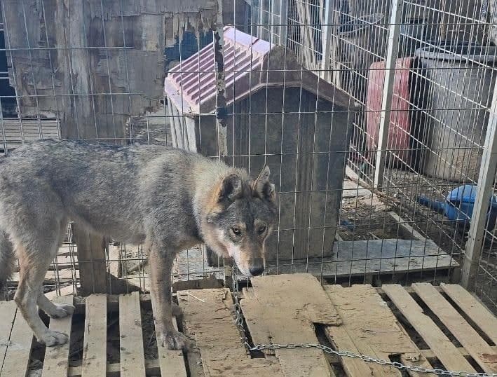 "새끼 2마리도 포획"…서산 늑대개 11마리, 탈출 열흘 만에 모두 돌아와