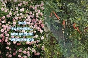 "사진 명소였는데 털렸다"…수원 '파란대문 장미' 한밤 무단 절단 피해