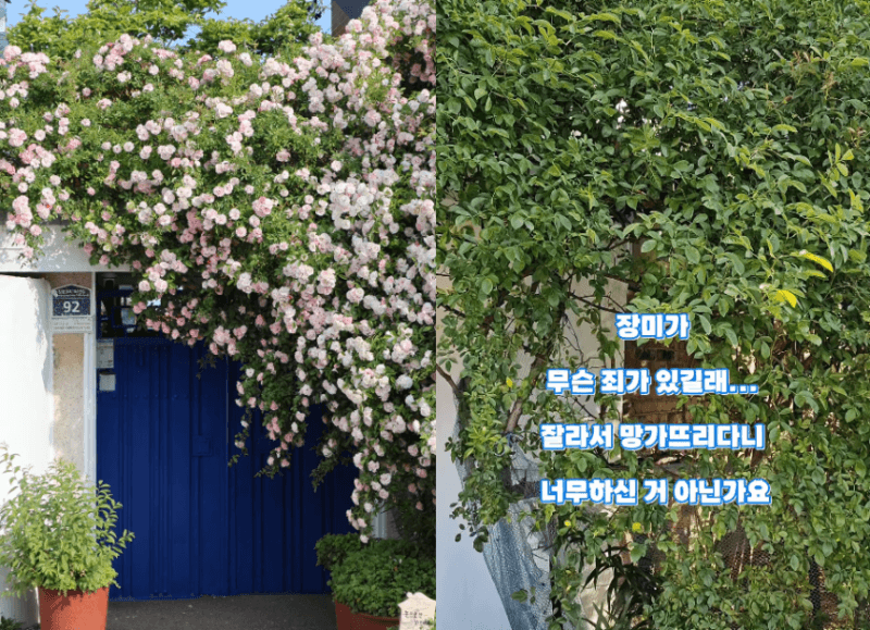 '젊은 부부'인 줄 알았는데…수원 장미 명소 훼손범은 60대 남녀