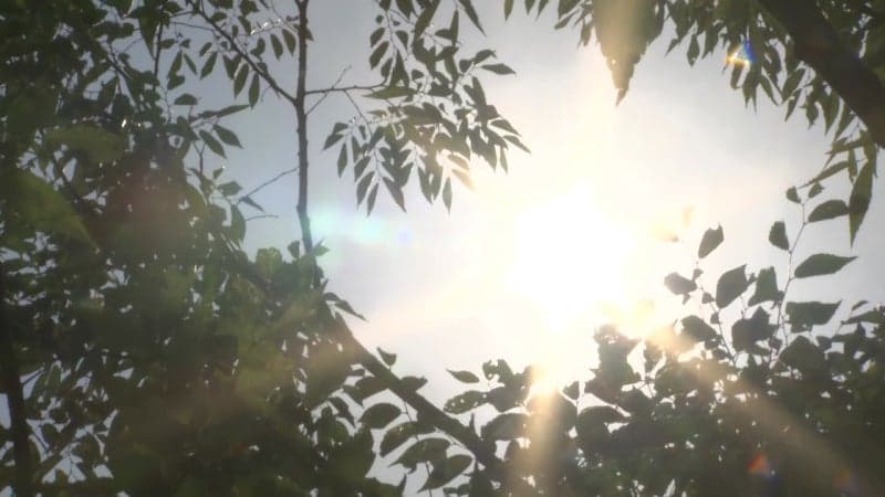 서울 전역 폭염특보, 최고체감 34℃...오후 내륙 소나기