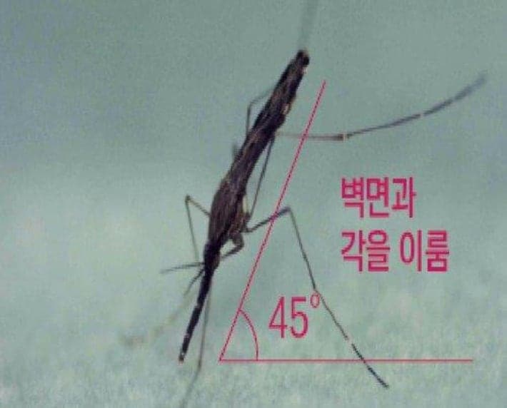 서울에 말라리아·뎅기열 매개 모기 2주 빨리 출몰…서울시 “주의 당부”