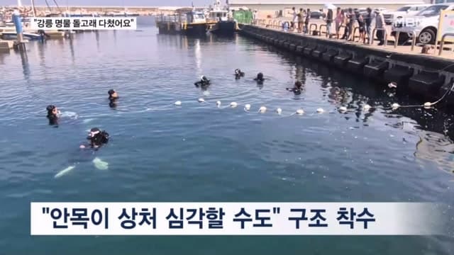 강릉 앞바다 홀로 남겨진 돌고래 '안목이'…사람이 너무 좋아 위험해져 이달 중 구조작업 착수