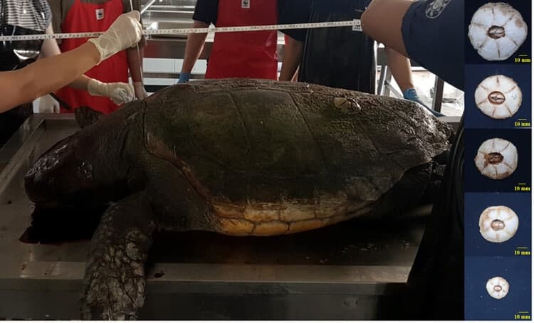 인하대 연구팀, 멸종위기 바다거북 이동경로 '따개비'로 복원 성공