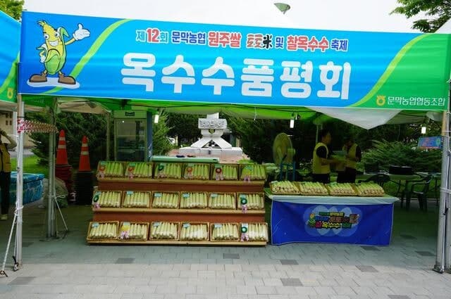 '2026 치악산 찰옥수수 축제' 10~11일 문막서 개막…농가소득 증대 기대