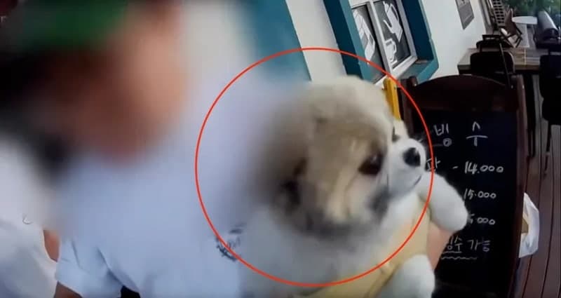 “안 물어 이 ××야!” 목줄 없는 개 달려들어 항의하자 욕설 퍼부은 카페 사장