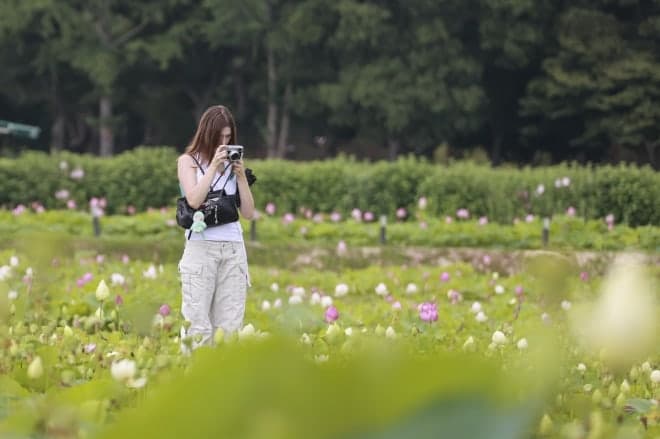 경주 동궁과 월지, 연꽃 활짝 피어 한여름 꽃물결 장관 이루다