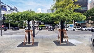 마포구, 신촌로터리에 '다시 그늘목 1호' 식재…도심 녹지 조성사업 재개