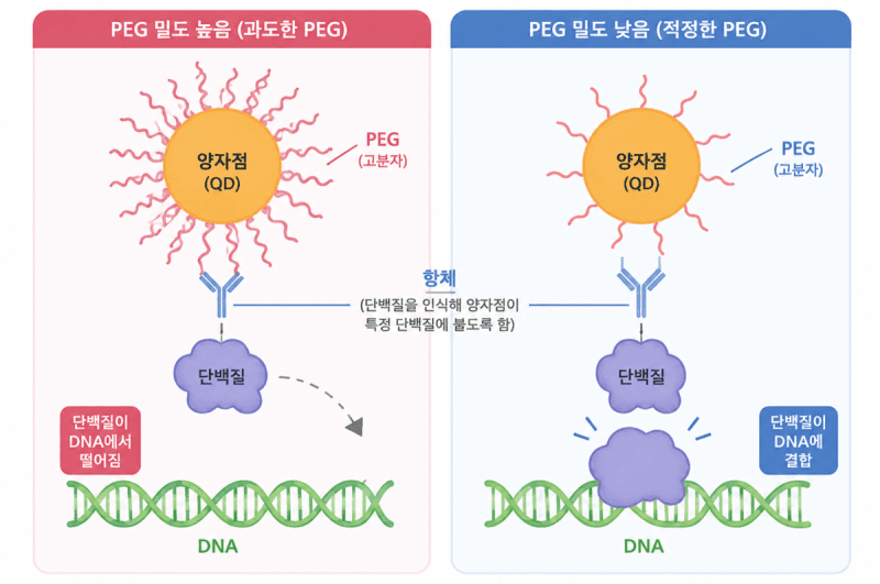 “관찰 도구가 망친다”…UNIST, DNA 손상 복구 방해하는 양자점 원인 규명