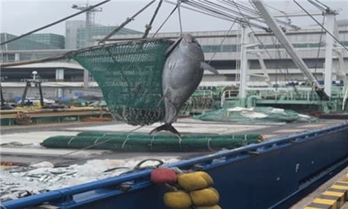 “일본 가던 최고급 참다랑어, 이제 국내 식탁으로”…부산시, 참다랑어 첫 국내 직거래로 유통혁명 첫발