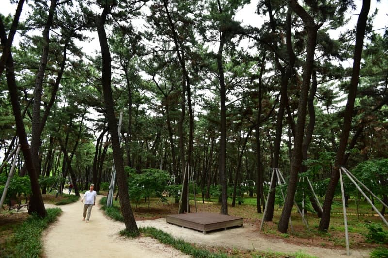 송옥주 의원 "소나무재선충병 10년 내 최대…감염목 66만 그루 방치"