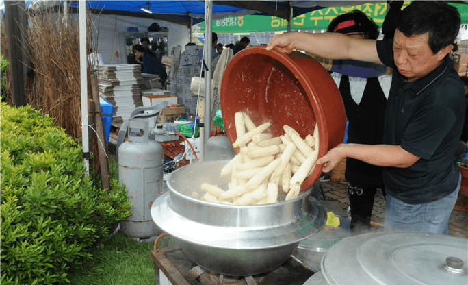 "갓 쪄낸 찰옥수수 맛보세요"…홍천찰옥수수축제 17일 개막, 워터파크·체험·공연 다채