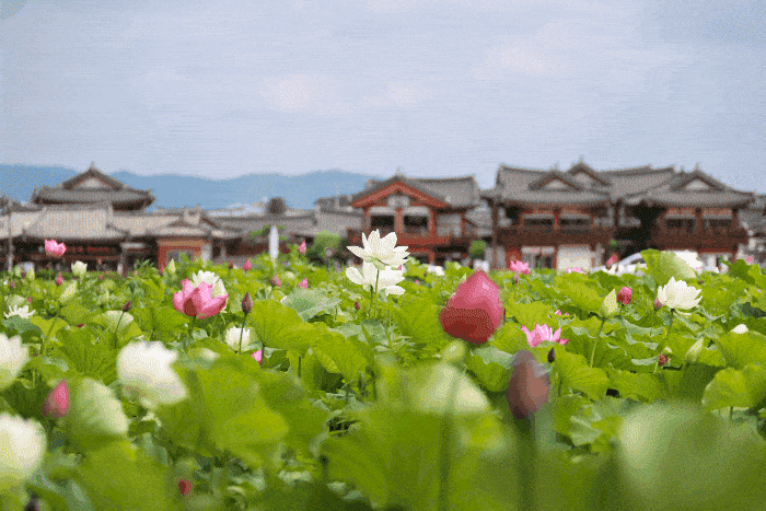 경주 황리단길 옆 황남동 고분군, 연꽃 만개로 여름 관광 새 명소 부상