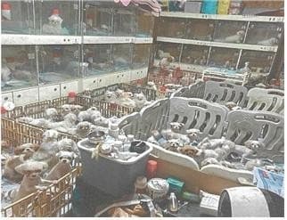 살아있는 어미개 배 가르고 새끼 꺼내…화성 번식장 운영진 실형·법정구속