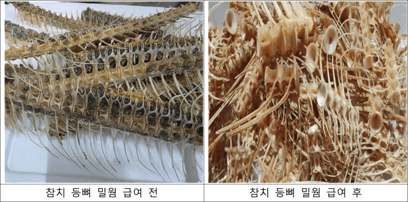 버려지던 참치 뼈의 변신…밀웜 먹여 불포화지방산 84%↑ 친환경 고부가 자원으로 재탄생