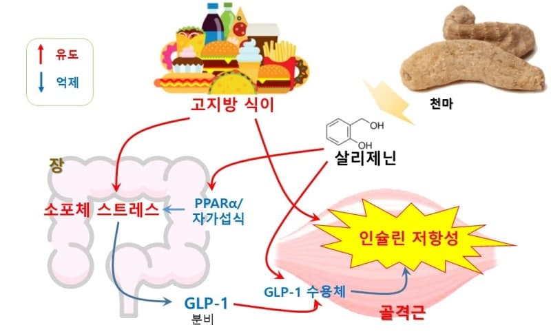 천마 천연성분 '살리제닌', 비만으로 인한 당뇨 예방 및 인슐린 저항성 개선