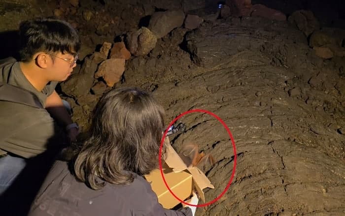 제주 만장굴서 탈진한 멸종위기 '황금박쥐' 구조 후 자연 방생