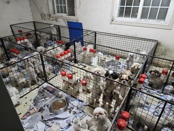 “살아있는 어미 개 배 갈라 새끼 꺼내”…화성 번식장 업주 징역 1년 6개월 실형