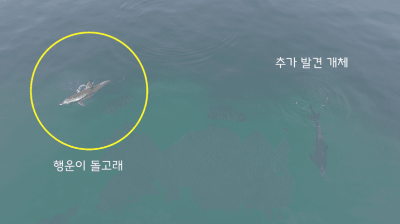 제주 남방큰돌고래 5마리 폐어구에 엉켜… 멸종위기종 생존 위협하는 '바다의 덫'