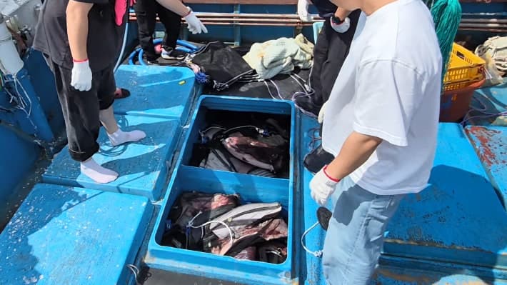 포항해경, 불법 포획 밍크고래 5마리 운반한 일당 검거 및 선장 구속
