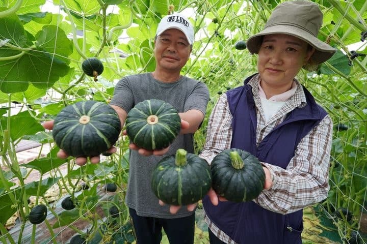 해남군, 서울대와 손잡고 당뇨환자 위한 밤호박 식단형 식품 개발