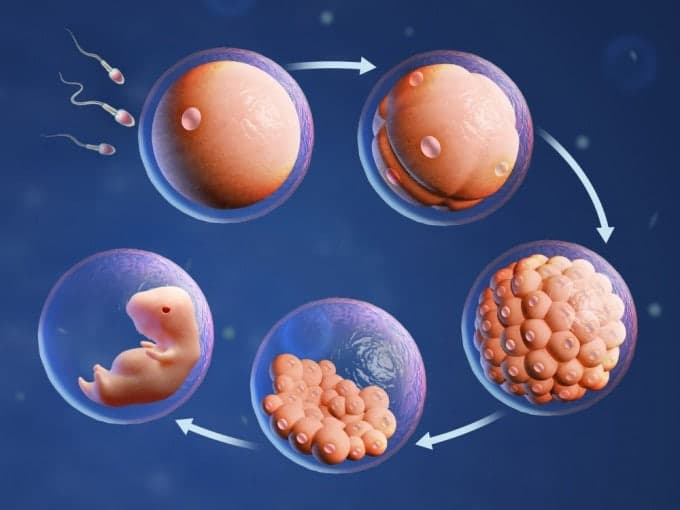 KAIST, 난자·배아 손상 없이 3차원 분석…난임 치료 성공률 높인다