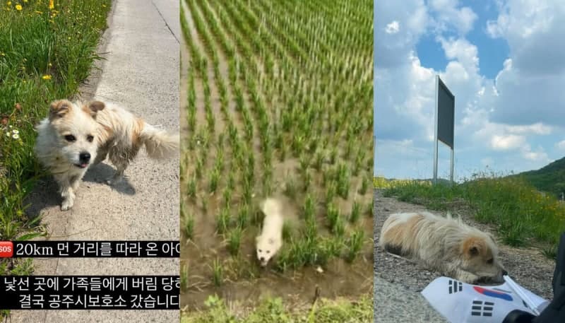국토대장정 일행 20km 따라온 유기견 '공주', 새 가족 찾는다