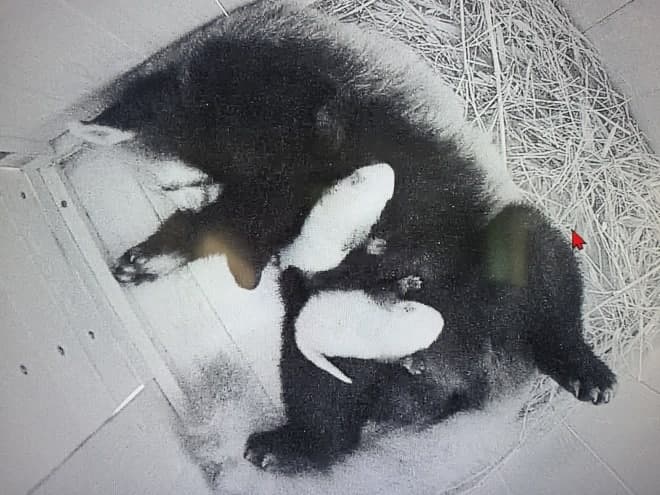 서울대공원 레서판다, 국내 최초 자연번식으로 쌍둥이 출산