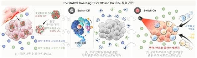 암세포 신호 조절해 재발 막는 차세대 '항암 나노스위치' 개발