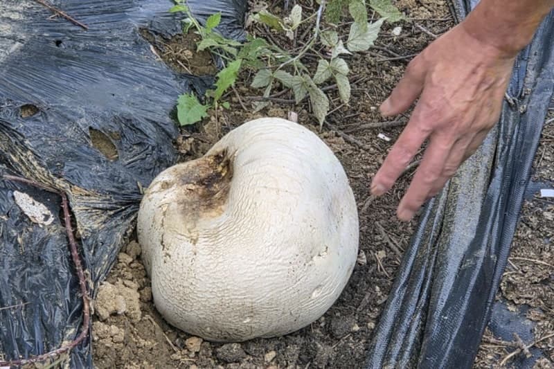 남원 복분자 농장서 13년째 발견된 지름 30cm 희귀 '댕구알버섯'